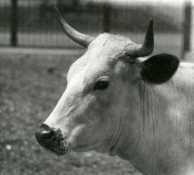 Una mucca Chartley allo Zoo di Londra, luglio 1924 da Frederick William Bond