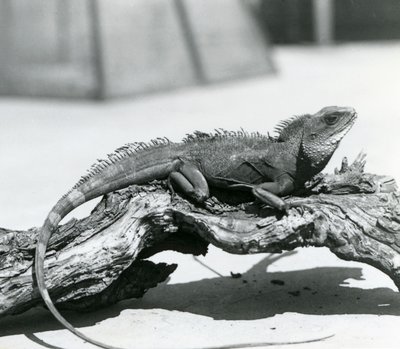Un Drago d
