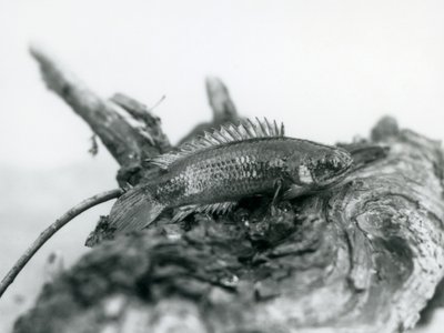 Un pesce arrampicatore che riposa su un ramo morto, fuori dall