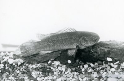 Un pesce arrampicatore che riposa su rocce e ghiaia sul fondo del suo acquario, in acqua allo Zoo di Londra nel settembre 1928 da Frederick William Bond