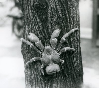 Un granchio del cocco che si arrampica su un albero, Zoo di Londra, 1927 da Frederick William Bond