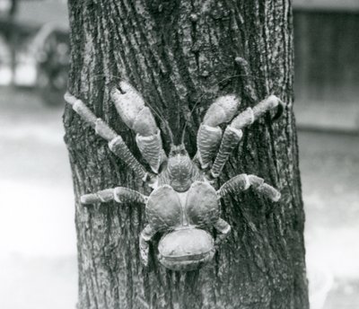 Un granchio del cocco, o granchio ladro, che scala un albero, zoo di Londra, luglio 1927 da Frederick William Bond