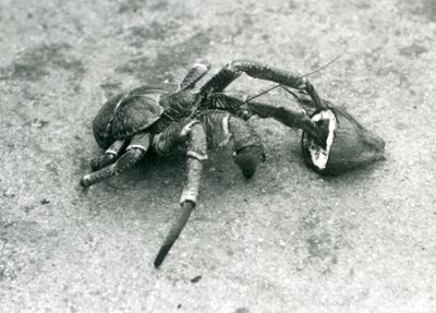Un granchio del cocco, o granchio ladro, che si nutre di cocco, zoo di Londra, luglio 1927 da Frederick William Bond