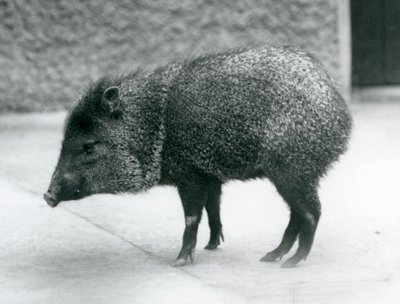 Un pecari collare allo Zoo di Londra, 1927 da Frederick William Bond