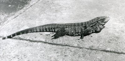 Un Tegu o Lucertola Tigre al Zoo di Londra, agosto 1926 da Frederick William Bond