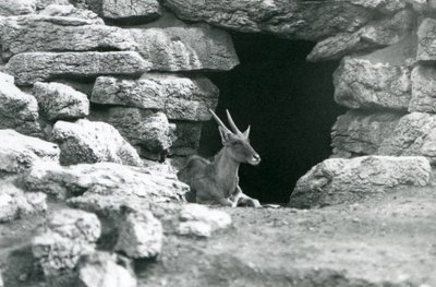 Un Eland comune che riposa all