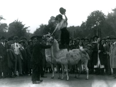 Una cowgirl in piedi su due lama durante una visita allo Zoo di Londra, nel 1924 da Frederick William Bond