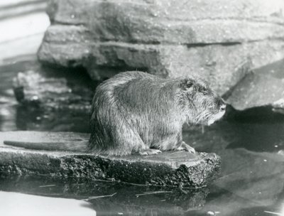 Un coypu seduto su una sporgenza rocciosa in una piscina nel suo recinto allo Zoo di Londra, febbraio 1928 (foto in b/n) da Frederick William Bond