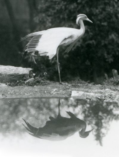 Una Gru Demoiselle in piedi su una gamba, con il suo riflesso a specchio nella piscina sottostante, London Zoo da Frederick William Bond
