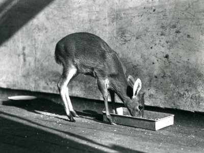 Un duiker che si nutre da un vassoio a terra, Zoo di Londra, luglio 1925 da Frederick William Bond
