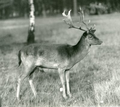 Un cervo daino allo Zoo di Londra in ottobre 1924 da Frederick William Bond
