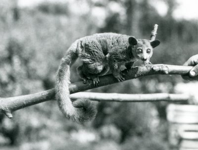 Un Galago che cammina lungo un ramo tenuto da un custode, Zoo di Londra da Frederick William Bond