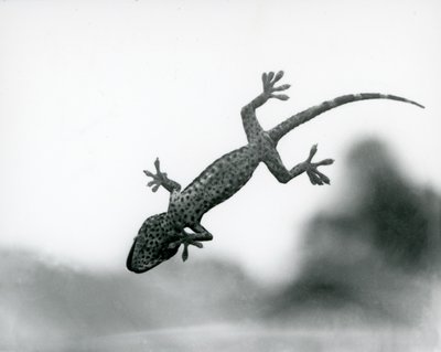 Un geco visto dal basso mentre si arrampica su un vetro, mostrando i suoi cuscinetti specializzati, Zoo di Londra, agosto 1928 (foto in bianco e nero) da Frederick William Bond