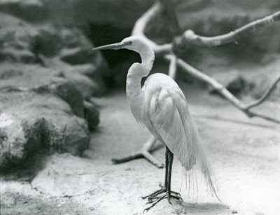 Un grande airone bianco in piumaggio nuziale, che sta sul pavimento del suo recinto allo Zoo di Londra nel giugno 1928 da Frederick William Bond