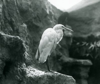 Un grande airone bianco o grande airone bianco in piedi su una roccia allo zoo di Londra nel settembre 1927 da Frederick William Bond