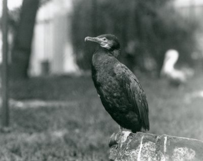 Un grande cormorano allo zoo di Londra nel settembre 1927 da Frederick William Bond