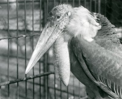 Un marabù maggiore allo zoo di Londra nel luglio 1925 da Frederick William Bond