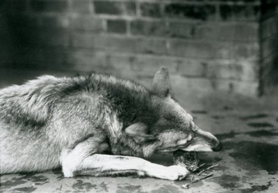 Un lupo grigio che mangia sdraiato allo Zoo di Londra nel 1927 da Frederick William Bond