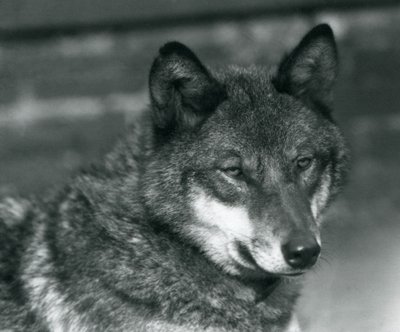 Un lupo grigio allo Zoo di Londra, 1925 da Frederick William Bond
