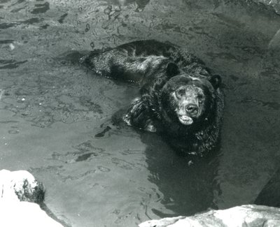 Un orso grizzly si bagna nella sua piscina allo Zoo di Londra nel 1924 da Frederick William Bond