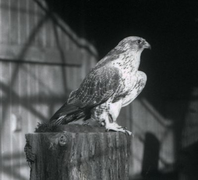 Un girifalco che riposa su un tronco, Zoo di Londra, dicembre 1925 da Frederick William Bond
