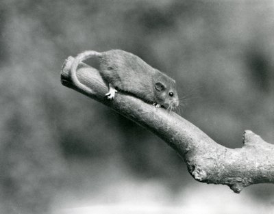 Un moscardino su un ramo, Zoo di Londra da Frederick William Bond