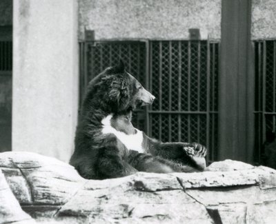 Un orso nero himalayano seduto sulle rocce, tenendo le dita dei piedi, Zoo di Londra da Frederick William Bond