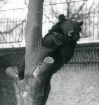 Un orso bruno himalayano Dzu-Teh su un albero allo Zoo di Londra nel 1925 da Frederick William Bond