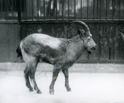 Uno stambecco himalayano allo Zoo di Londra, 1927 da Frederick William Bond