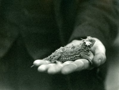 Una lucertola cornuta riposa nella mano del suo guardiano, Zoo di Londra, aprile 1923 da Frederick William Bond