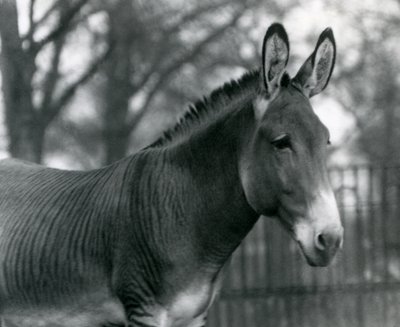 Una zebra ibrida allo Zoo di Londra nel luglio 1924 da Frederick William Bond