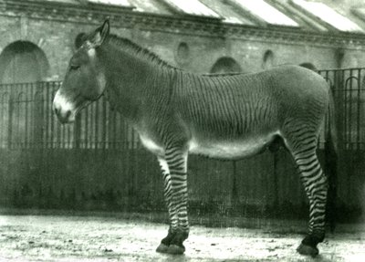 Un Ibrido di Zebra nel suo recinto allo Zoo di Londra, 1924 da Frederick William Bond