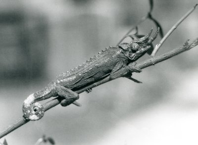 Un camaleonte di Jackson che si aggrappa a un ramo, Zoo di Londra, agosto 1926 da Frederick William Bond