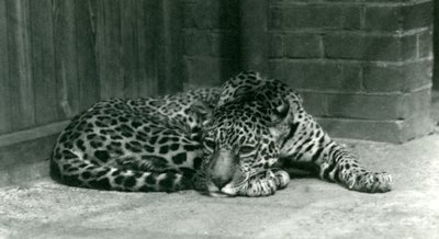 Un giaguaro che riposa al London Zoo, giugno 1924 da Frederick William Bond