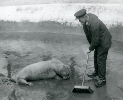 Un guardiano spazza la piscina dei trichechi, Zoo di Londra, agosto 1924 da Frederick William Bond