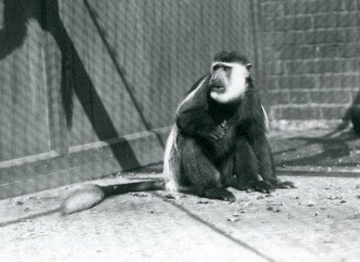 Una scimmia Colobo bianco e nero Kikuyu seduta nel suo recinto al London Zoo, luglio 1925 da Frederick William Bond