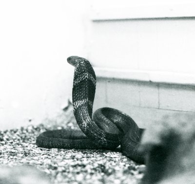 Un cobra reale all