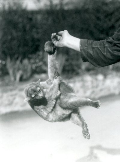 Un kinkajou sospeso dal dito di un custode per la sua coda prensile, Zoo di Londra, settembre 1925 da Frederick William Bond
