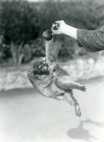 Un kinkajou sospeso dal dito di un custode per la sua coda prensile, Zoo di Londra, settembre 1925 da Frederick William Bond