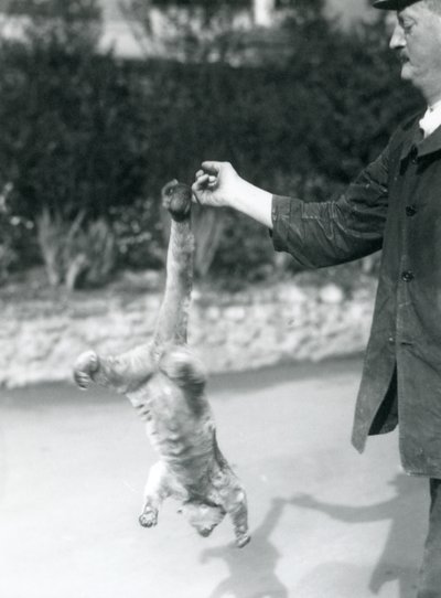 Un kinkajou sospeso a testa in giù dal dito di un custode, Zoo di Londra, settembre 1925 da Frederick William Bond