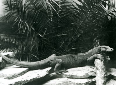 Un drago di Komodo che riposa con il collo e le zampe anteriori contro un tronco allo Zoo di Londra, giugno 1927 da Frederick William Bond