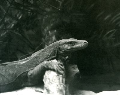 Un drago di Komodo che riposa con il collo e le zampe anteriori contro un tronco allo Zoo di Londra, giugno 1927 da Frederick William Bond