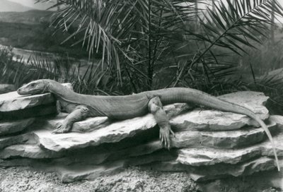 Un drago di Komodo che riposa su un muro roccioso allo Zoo di Londra nel 1927 da Frederick William Bond