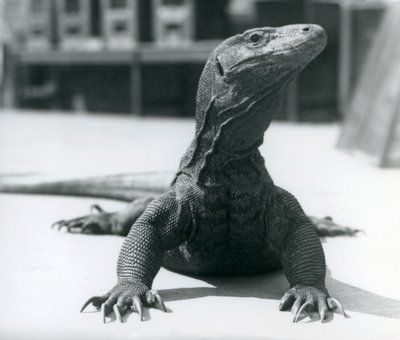 Un drago di Komodo allo Zoo di Londra, agosto 1928 da Frederick William Bond