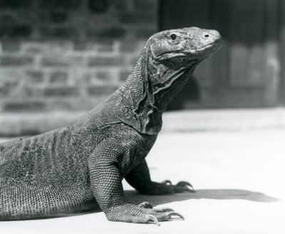 Un drago di Komodo allo zoo di Londra, agosto 1928 da Frederick William Bond