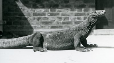 Un drago di Komodo allo zoo di Londra, agosto 1928 da Frederick William Bond