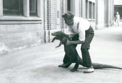 Un Drago di Komodo sollevato sulle zampe posteriori da un custode allo Zoo di Londra nell