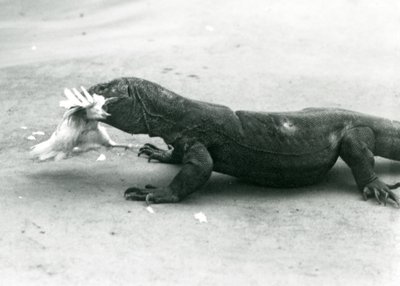 Un drago di Komodo che mangia un pollo, Zoo di Londra da Frederick William Bond