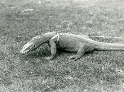 Un Drago di Komodo a passeggio su un prato, con imbracatura e guinzaglio da Frederick William Bond