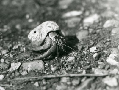 Un granchio eremita terrestre, Zoo di Londra da Frederick William Bond